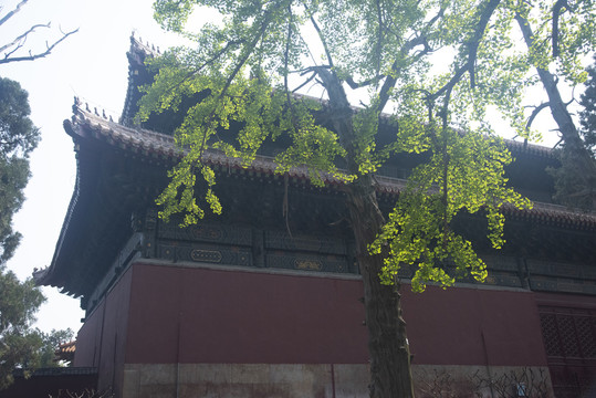 岱庙