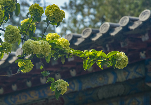 木绣球与古建筑