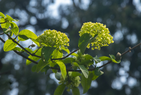 木绣球
