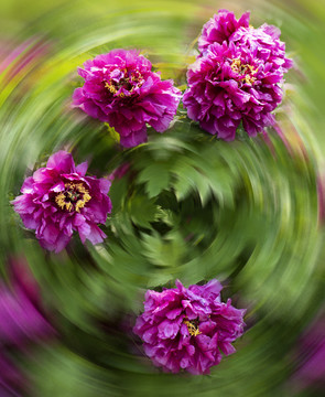 牡丹花