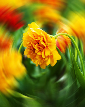 牡丹花
