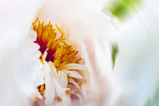 牡丹花