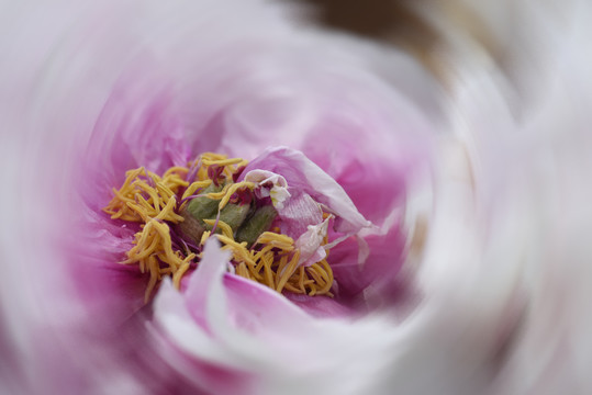 牡丹花