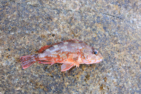 海鱼