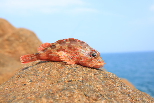 海鱼