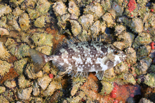 海鱼