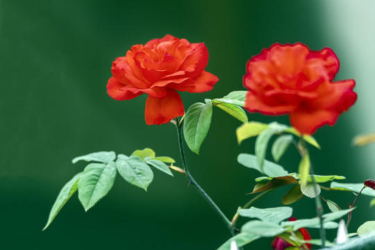 两朵盛开的红色月季花