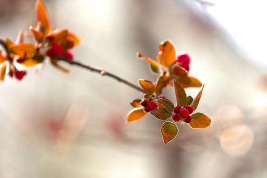 春芽