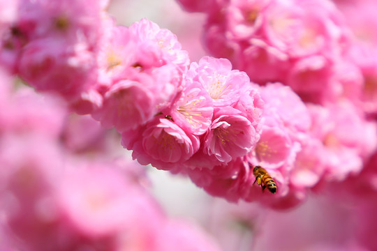 繁花