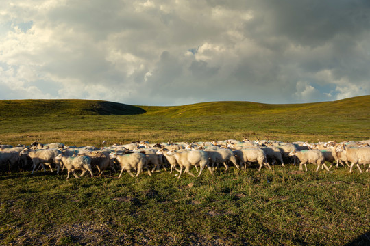 落日的羊群