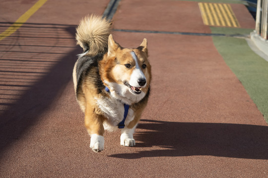 奔跑的柯基犬