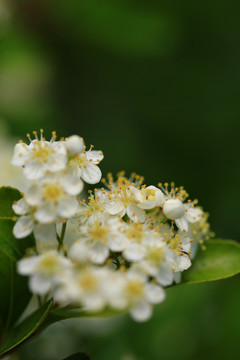 沙棘果花