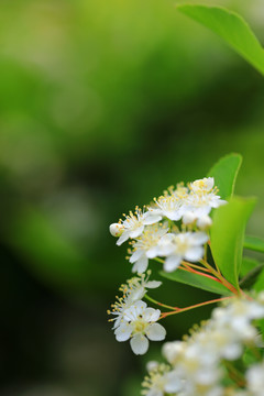 沙棘果花