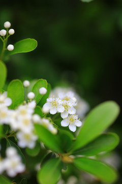 沙棘果花