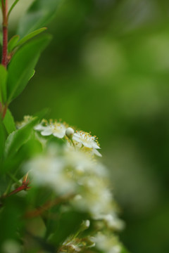 沙棘果花