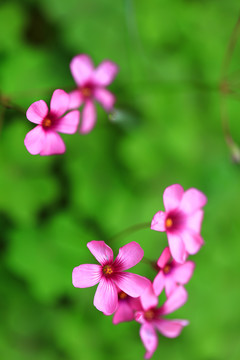 野花