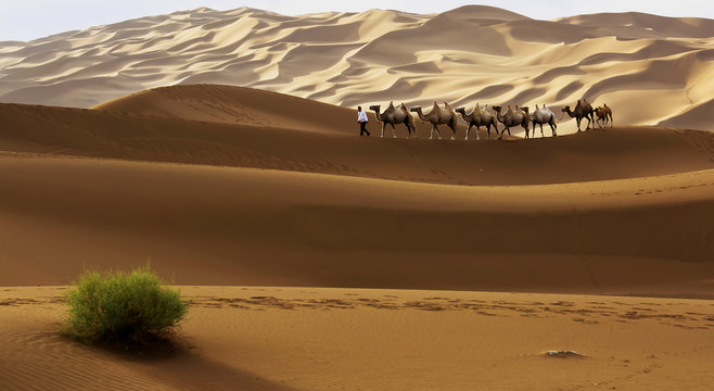 新疆沙漠骆驼队