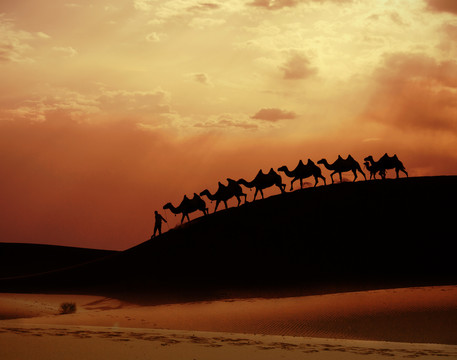 新疆沙漠骆驼队