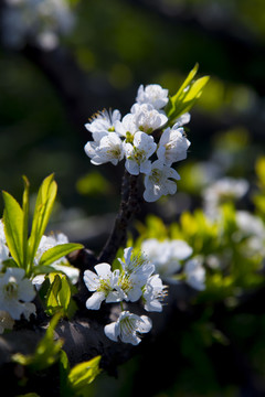 李子花