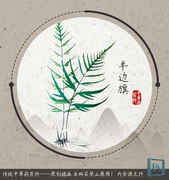 中草药植物插画半边旗