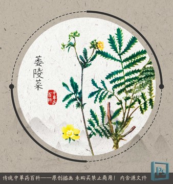 中草药植物插画萎陵菜