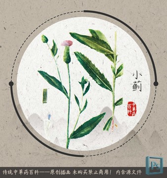 中草药植物插画小蓟