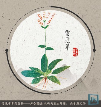 中草药植物插画雪见草