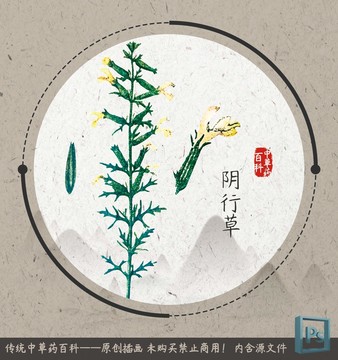 中草药植物插画阴行草