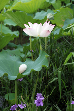 荷花特写