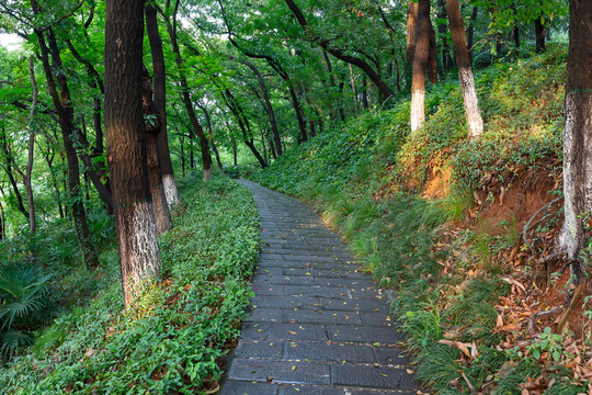 林间小路