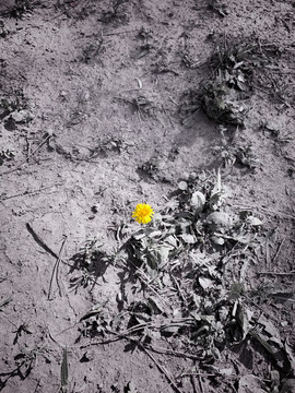一朵黄色的花