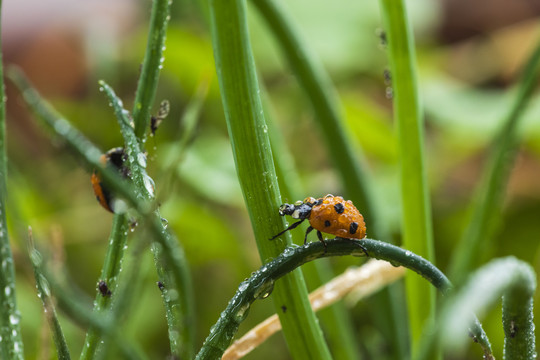 雨后绿色植物上的瓢虫