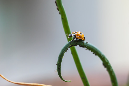 雨后绿色植物上的瓢虫