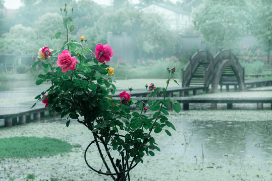 武汉植物园雨中的月季