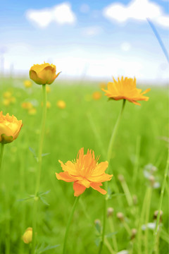 草原上的金莲花