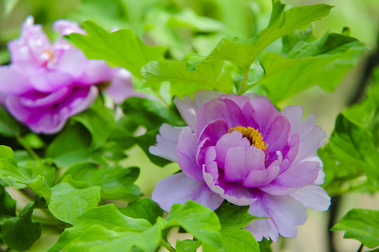 叶下紫牡丹