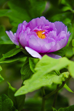 盛开的紫牡丹