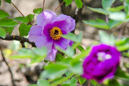 紫牡丹开花