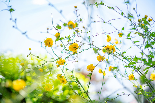 黄色小菊花春夏天鲜花植物