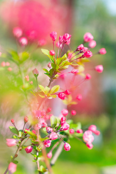 春天鲜花野外花苞粉色