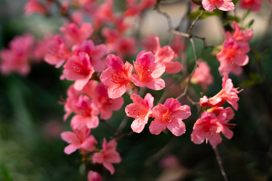 杜鹃花桃花春天鲜花植物