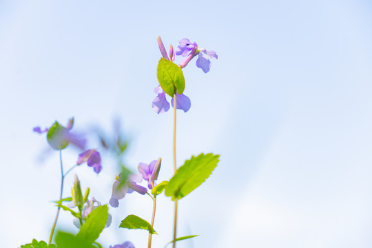 紫色小花紫鸢尾花春天鲜花植物