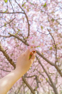 手摘樱花春夏天鲜花