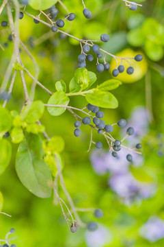 小果子春夏天鲜花