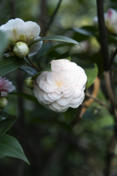 白色茶花春夏天鲜花