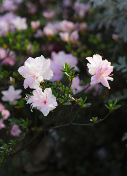 粉色春夏天鲜花植物