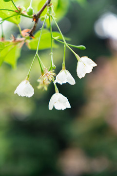 白色樱花春夏天鲜花植物