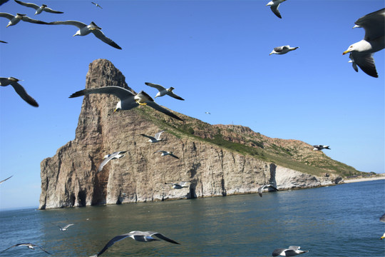 海洋海岛动物和海景