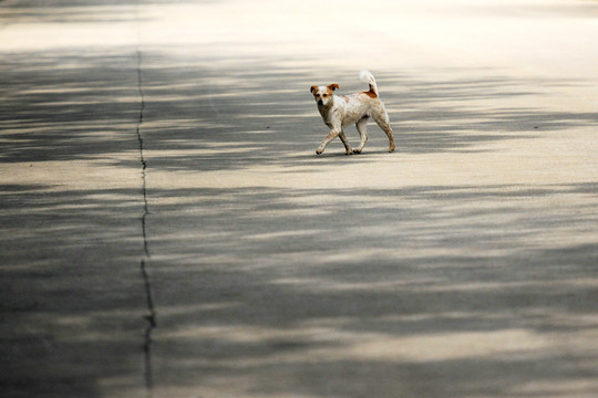 一只走在大街上的狗