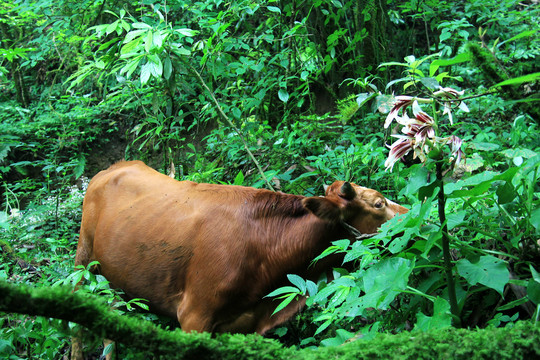 高山生态散养黄牛
